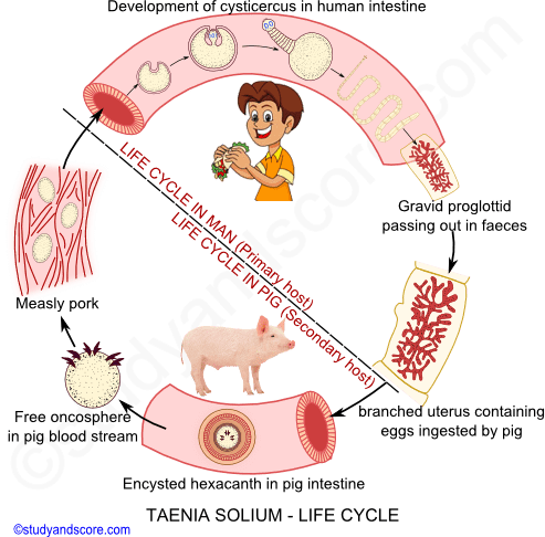 taenia life cycle, life cycle in man, pig, free hexacanth larva, meashly pork, gravid proglottid, cysticercous larva 